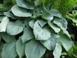 hosta-sieboldiana-blue-angel-2
