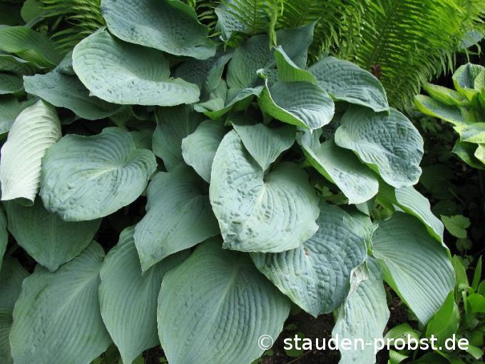 Hosta sieboldiana 'Blue Angel' - Blaublattfunkie