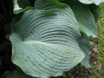 hosta-sieboldiana-blue-angel