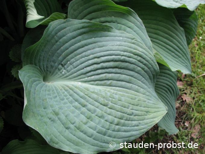 Hosta sieboldiana 'Blue Angel' - Blaublattfunkie