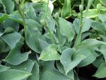 hosta-sieboldiana-blue-cadet-2