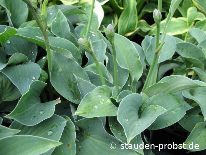 Hosta sieboldiana 'Blue Cadet' - Blaublattfunkie