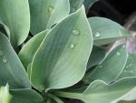 hosta-sieboldiana-blue-cadet