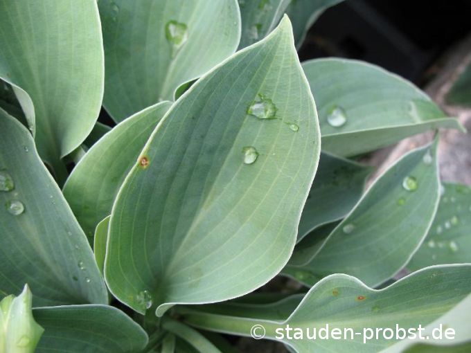 Hosta sieboldiana 'Blue Cadet' - Blaublattfunkie