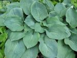 hosta-sieboldiana-elegans-2
