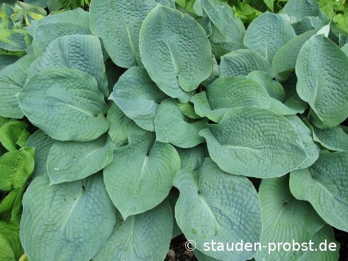 Hosta sieboldiana 'Elegans' - Gro&szlig;e Blaublattfunkie