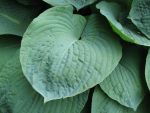 hosta-sieboldiana-elegans