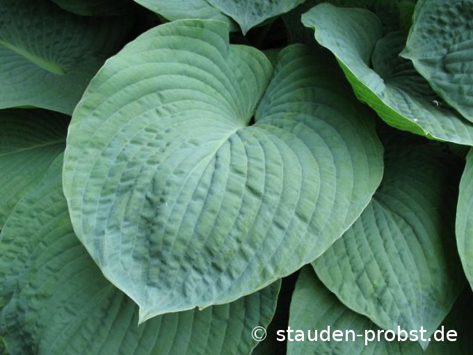 Hosta sieboldiana 'Elegans' - Gro&szlig;e Blaublattfunkie