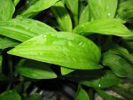 hosta-sieboldii-snowflakes