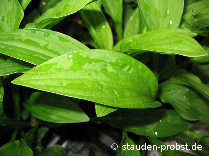 Hosta sieboldii 'Snowflakes' - Funkie