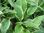 hosta-hyb-so-sweet-2