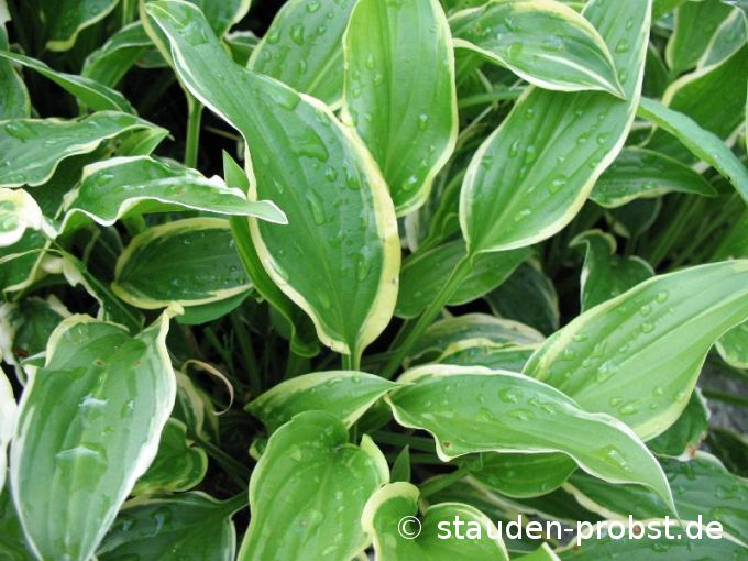 Hosta 'So Sweet' - Funkie