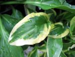 hosta-hyb-so-sweet