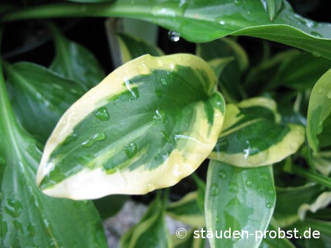 Hosta 'So Sweet' - Funkie