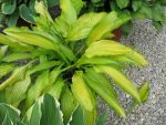 hosta-hyb-spritzer