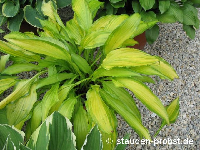 Hosta 'Spritzer' - Funkie