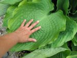 hosta-hyb-sum-and-substance-3