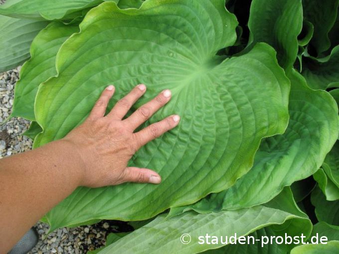 Hosta 'Sum and Substance' - Funkie