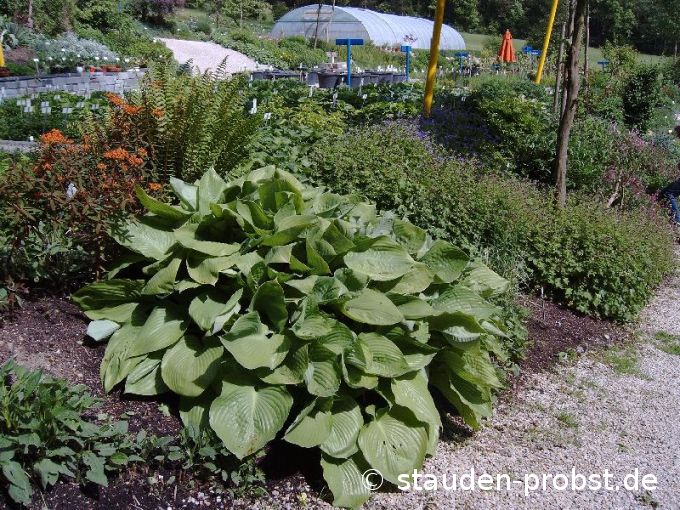 Hosta 'Sum and Substance' - Funkie