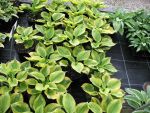 hosta-hyb-summer-breeze-2