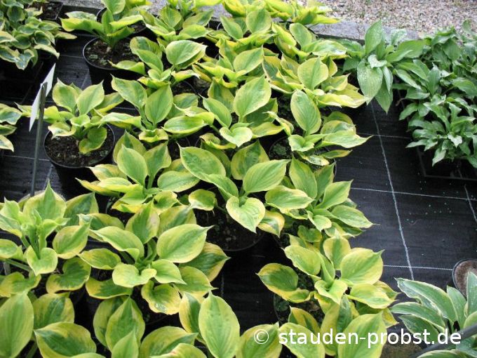 Hosta 'Summer Breeze' - Funkie