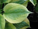 hosta-hyb-summer-breeze