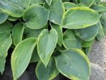 hosta-hyb-tokudama-flacocircinalis-2