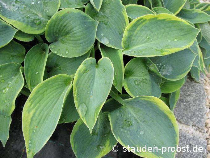 Hosta 'Tokudama Flavocircinalis' - Löffelblatt Funkie