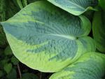 hosta-hyb-tokudama-flavocircinalis