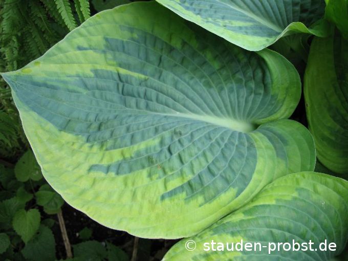 Hosta 'Tokudama Flavocircinalis' - Löffelblatt Funkie