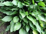 hosta-undulata-erromena-2