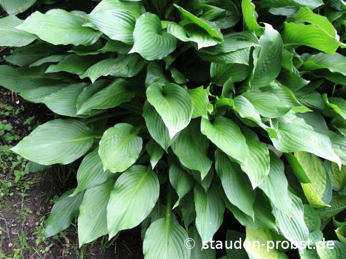 Hosta undulata 'Erromena' - Grüne Wellblattfunkie