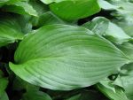 hosta-undulata-erromena