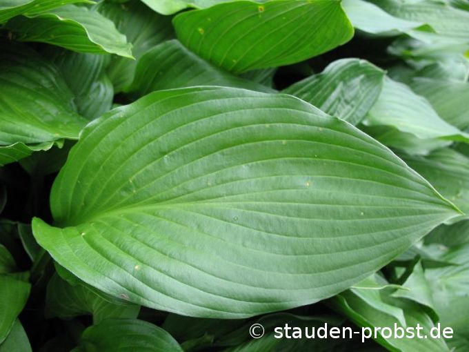 Hosta undulata 'Erromena' - Grüne Wellblattfunkie