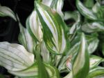 hosta-undulata-univittata