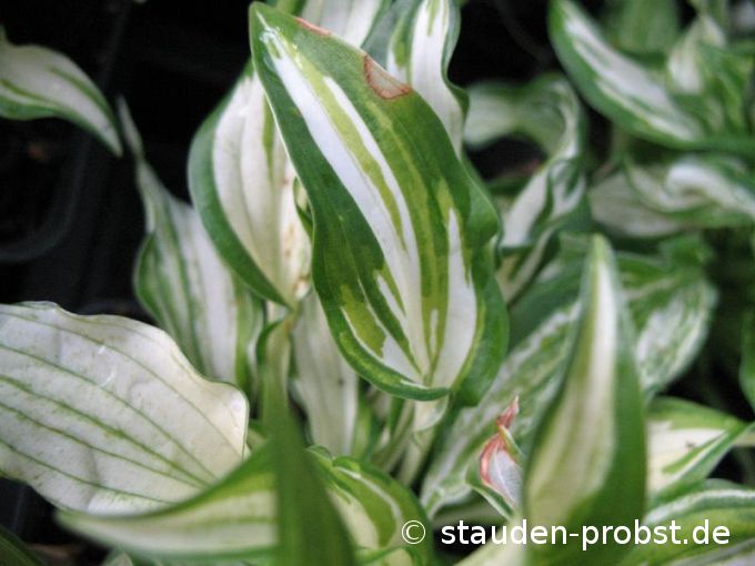 Hosta undulata 'Univittata' - Schneefederfunkie