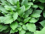 hosta-ventricosa-2