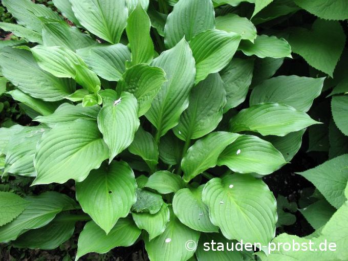 Hosta ventricosa - Blaue Glockenfunkie