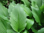 hosta-ventricosa