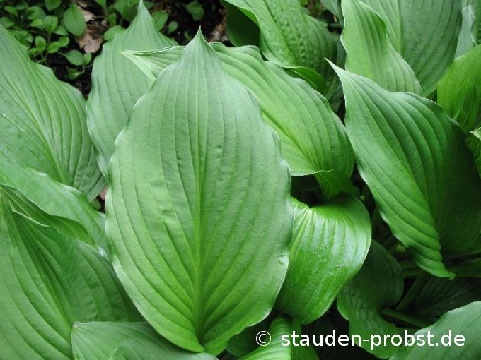 Hosta ventricosa - Blaue Glockenfunkie