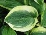 hosta-hyb-wide-brim-2