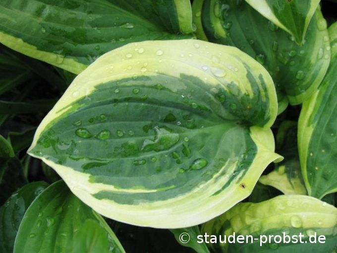 Hosta 'Wide Brim' - Funkie