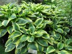 hosta-hyb-wide-brim