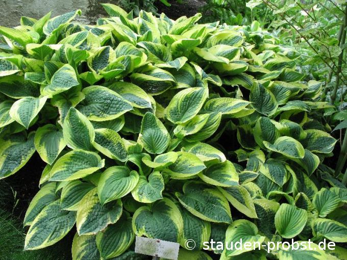 Hosta 'Wide Brim' - Funkie
