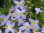 houstonia-caerulea-millard
