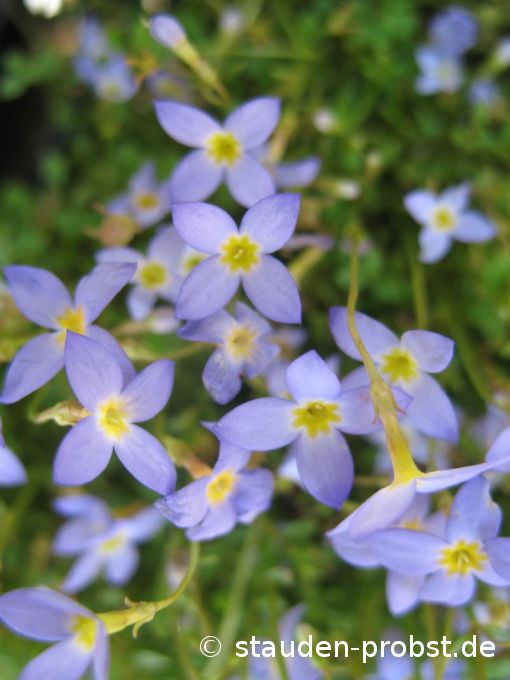 Houstonia caerulea 'Millard' - Porzellansternchen