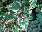 houttuynia-cordata-chameleon-2