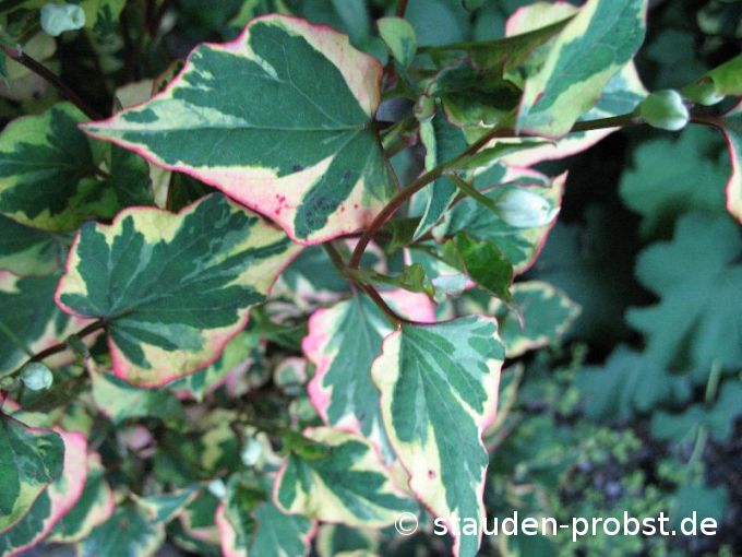 Houttuynia cordata 'Chameleon' - Eidechsenschwanz