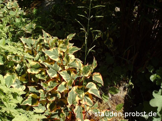 Houttuynia cordata 'Chameleon' - Eidechsenschwanz