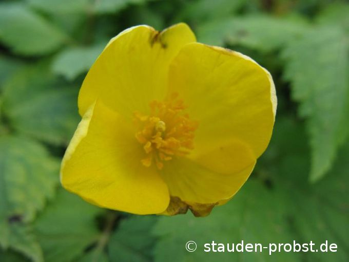 Hylomecon japonicum - Japanischer Scheinmohn